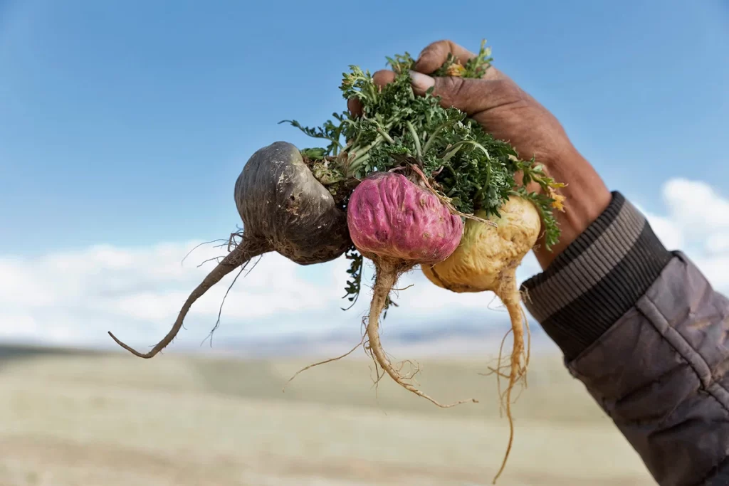 Descubra os incríveis benefícios da maca peruana para a saúde das